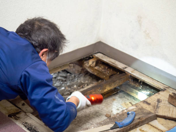Best Professional Mold Removal  in St Bernard, OH