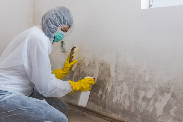 Best Crawl Space Mold Removal  in St Bernard, OH