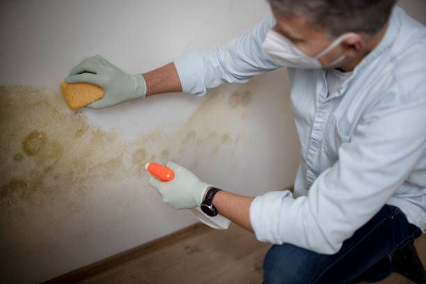 St Bernard, OH Mold Removal Company