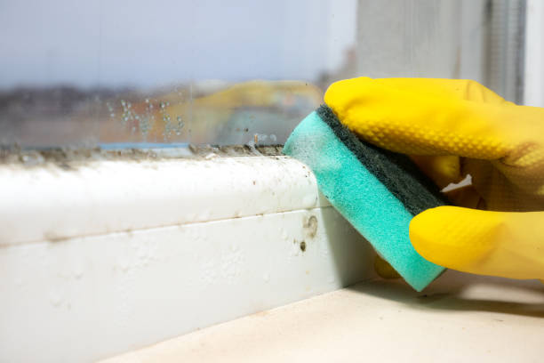 Certified Mold Removal in St Bernard, OH