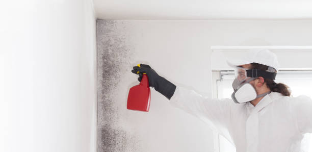 Best Mold Removal Company Near Me  in St Bernard, OH