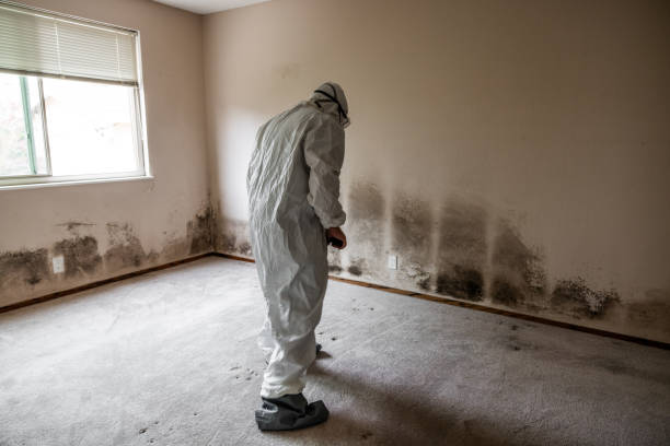 Best Certified Mold Removal  in St Bernard, OH