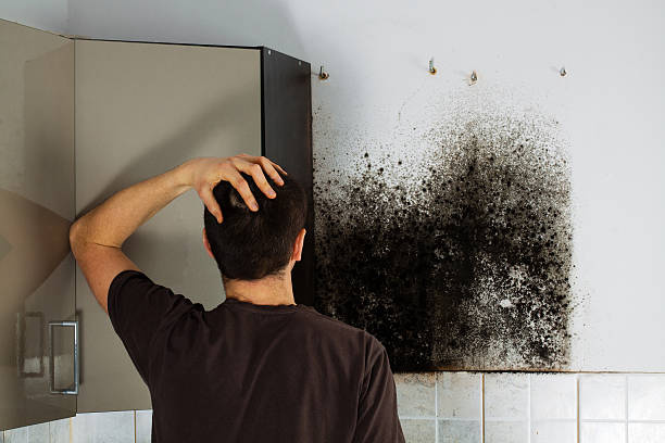 Mold Removal Process in St Bernard, OH