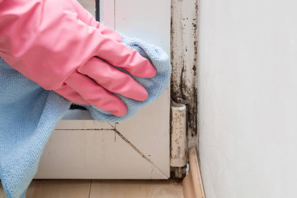 Best Same-Day Mold Removal  in St Bernard, OH